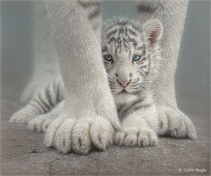 Collin Bogle Handsigned and Numbered Limited Edition Print and Canvas: "Sheltered"