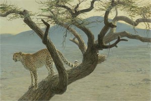 Robert Bateman Hand Signed And Numbered Limited Edition Print  and Canvas Giclee :"Lewa Cheetah"