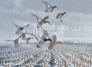 Michael Sieve Original Oil Painting:"Northern Flight-Mallards"